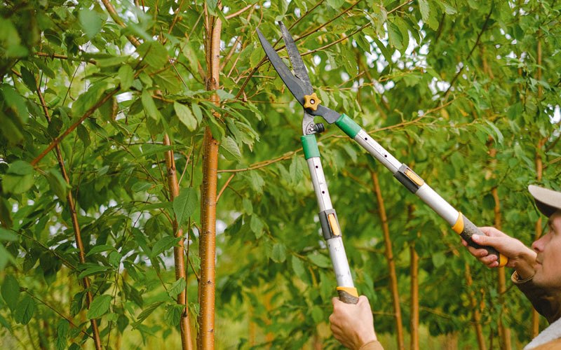 Tree trimming in Shelby, IA